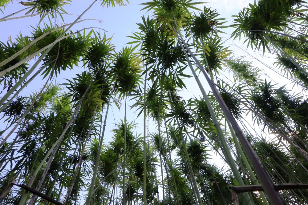 Yerli ve milli kenevirler hasat için gün sayıyor: Boyu 4,5 metreye ulaştı