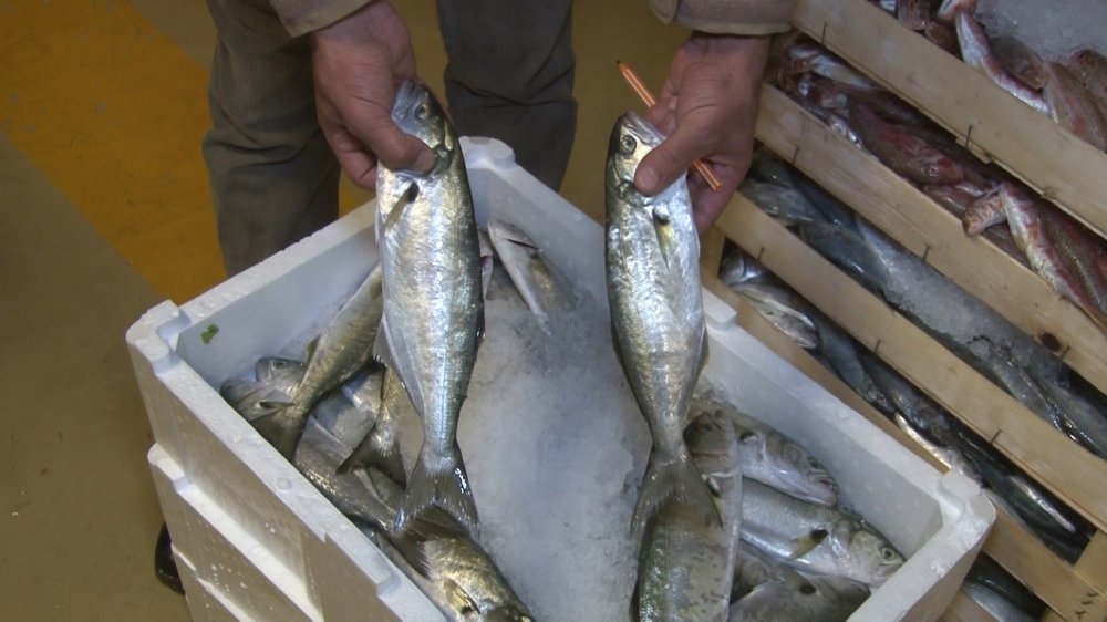 Marmara Denizi’nde lüfer bolluğu balıkçıların yüzünü güldürdü