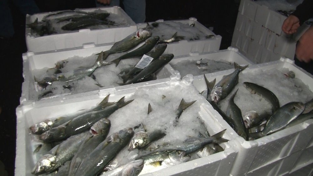 Marmara Denizi’nde lüfer bolluğu balıkçıların yüzünü güldürdü