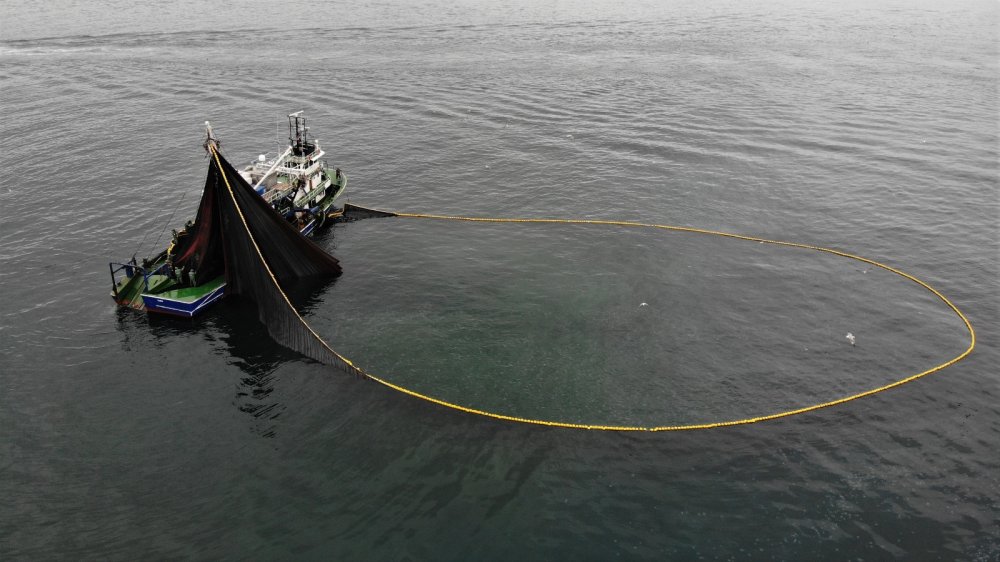 Körfeze giren 600 bin ton hamsiyi saatler içinde yakaladılar