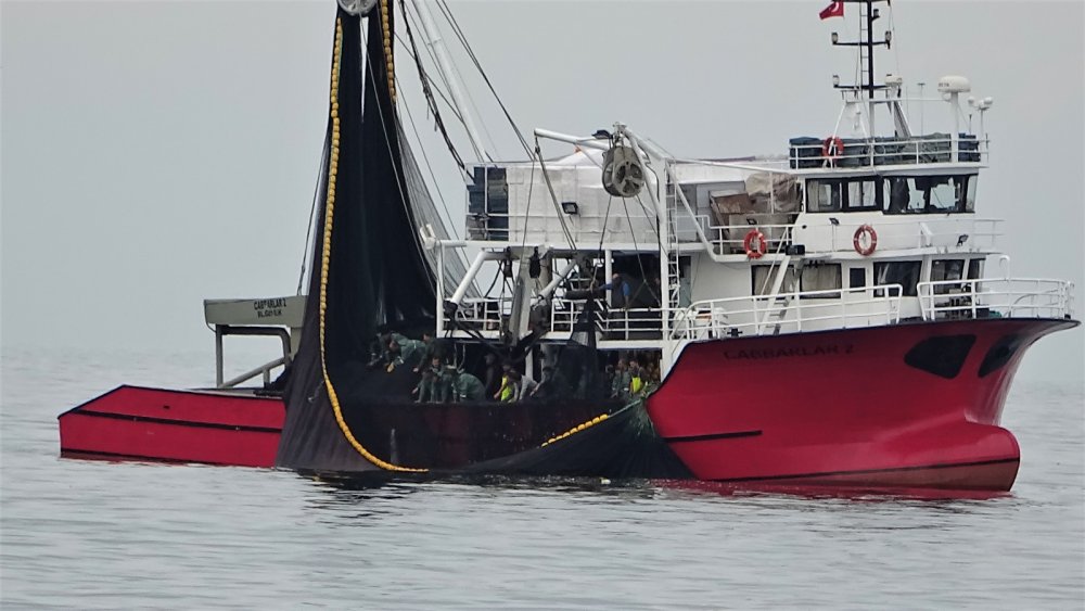 Körfeze giren 600 bin ton hamsiyi saatler içinde yakaladılar