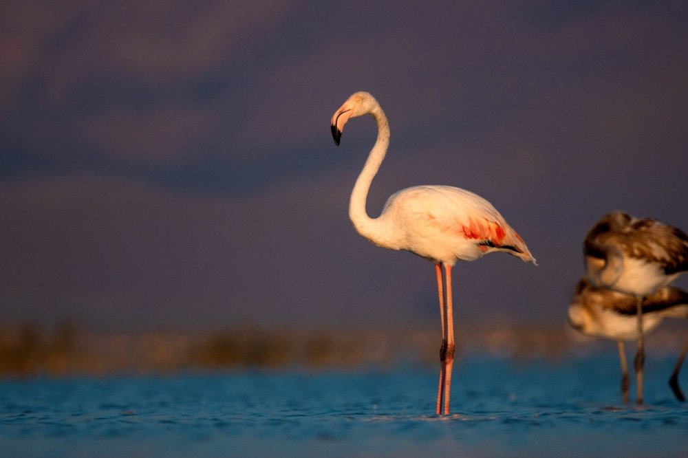 Yıllarını verdi, 280 farklı kuş türünü fotoğraflamayı başardı