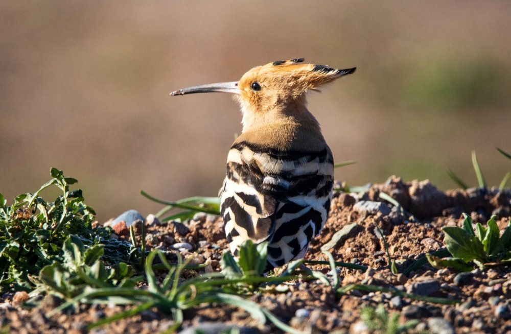 Yıllarını verdi, 280 farklı kuş türünü fotoğraflamayı başardı