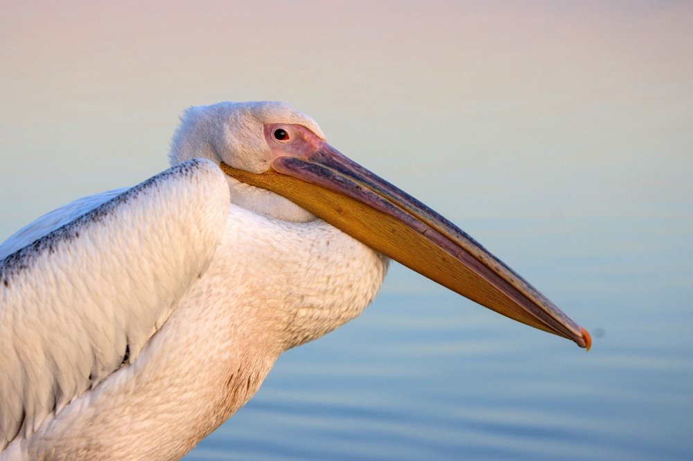 Yıllarını verdi, 280 farklı kuş türünü fotoğraflamayı başardı