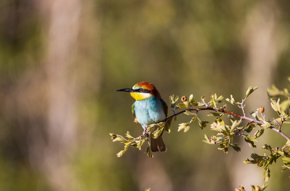 Yıllarını verdi, 280 farklı kuş türünü fotoğraflamayı başardı