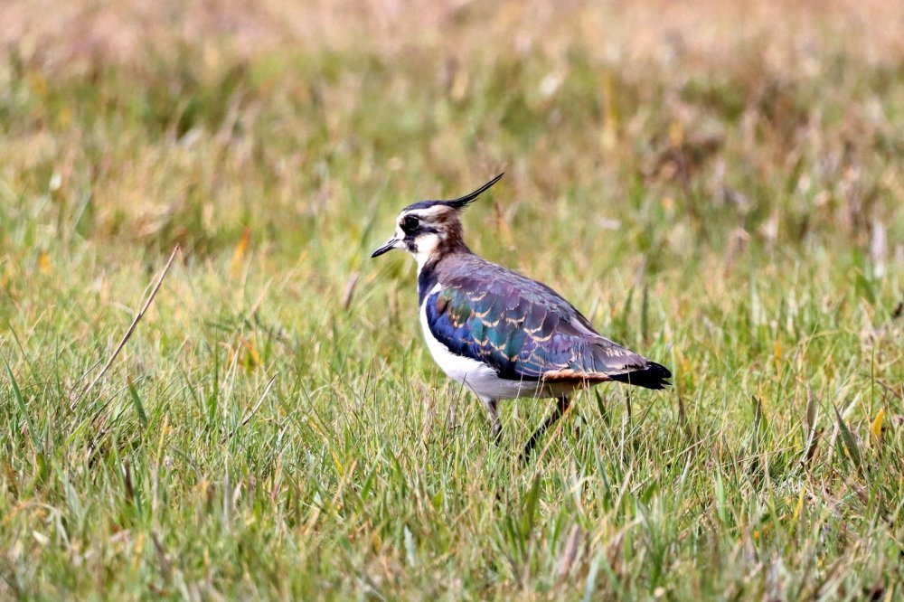 Yıllarını verdi, 280 farklı kuş türünü fotoğraflamayı başardı