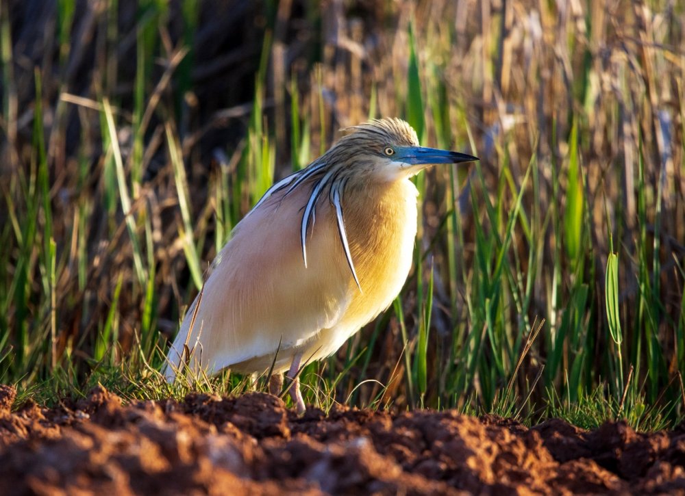 Yıllarını verdi, 280 farklı kuş türünü fotoğraflamayı başardı