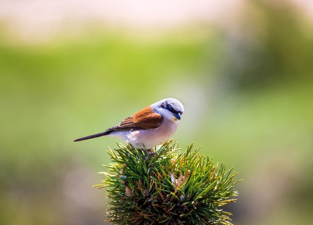 Yıllarını verdi, 280 farklı kuş türünü fotoğraflamayı başardı