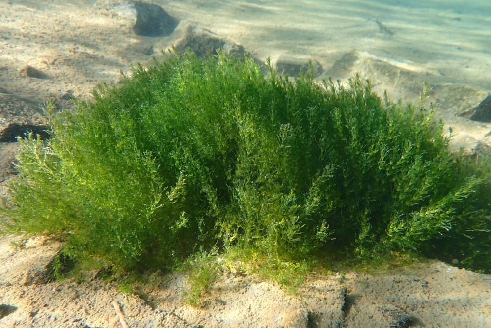 Öğretim üyesi Türkiye’nin en yüksek göllerinden biri olan Aygır Gölüne serbest dalış yaptı