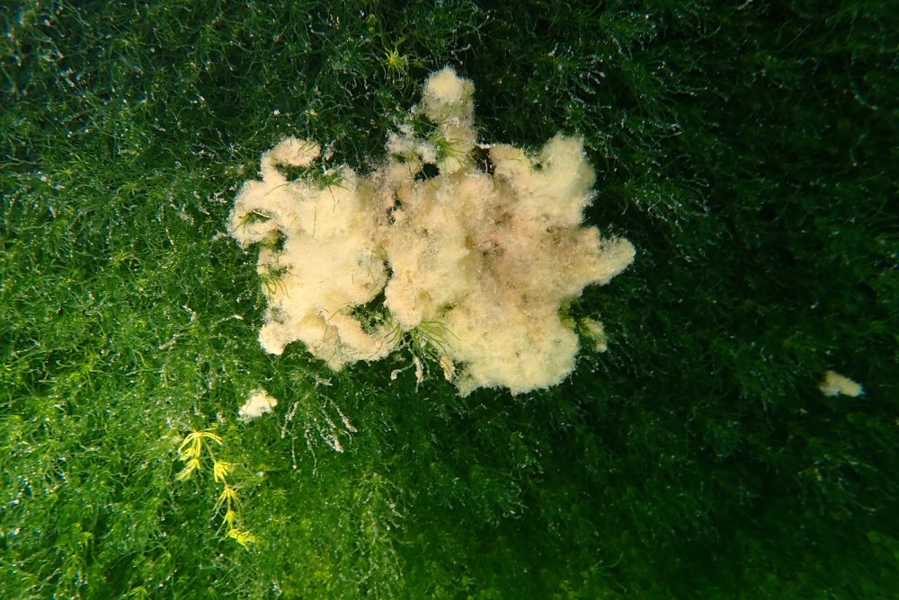 Öğretim üyesi Türkiye’nin en yüksek göllerinden biri olan Aygır Gölüne serbest dalış yaptı