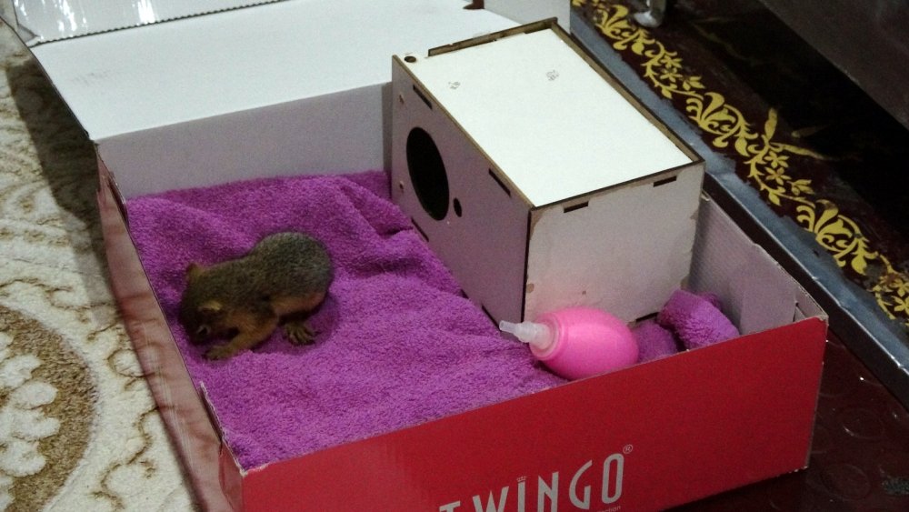 Evine aldığı yavru sincabı biberonla besliyor