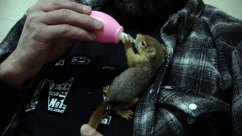 Evine aldığı yavru sincabı biberonla besliyor