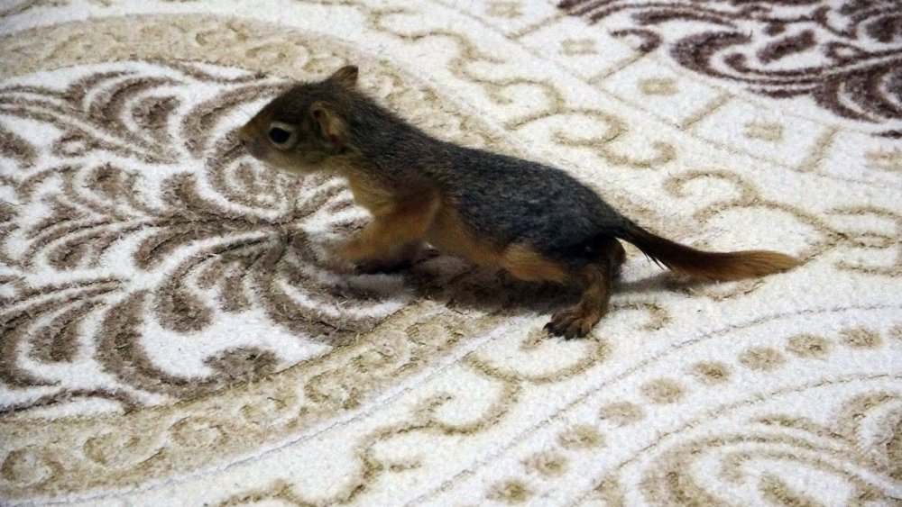 Evine aldığı yavru sincabı biberonla besliyor