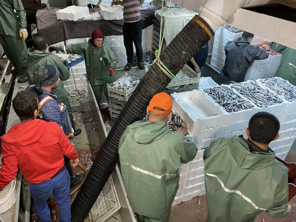 Karadeniz’de hamsi bereketi