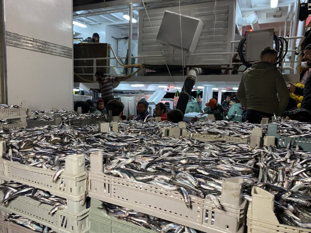 Karadeniz’de hamsi bereketi