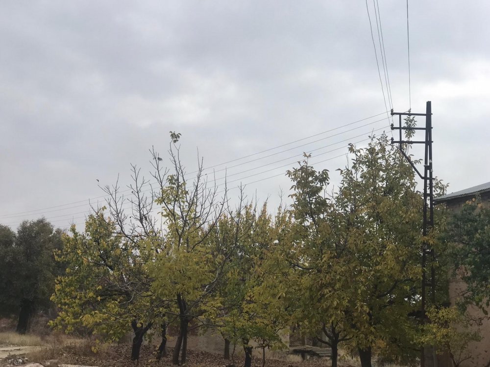 Elazığ'da Ağaçların Arasında Kalan Elektrik Telleri Tehlike Saçıyor!