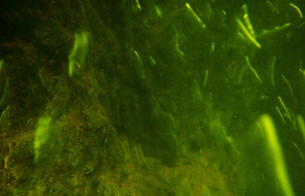 Binlerce yılda oluşan yüzen adaların su altı yapısı ilk kez görüntülendi