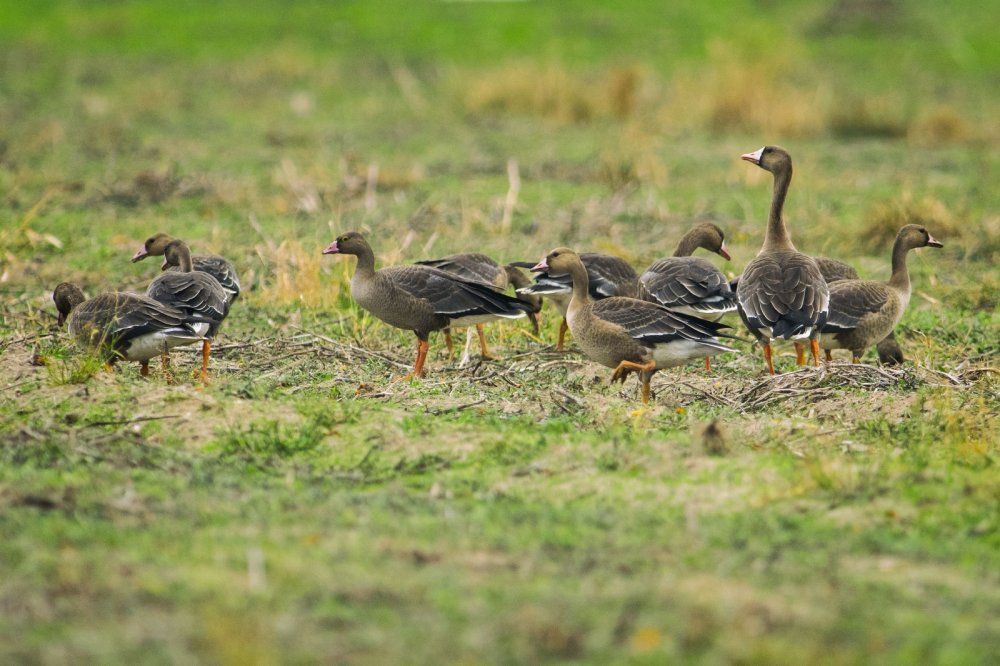 Dünyanın en nadir kuşları Bursa’da görüntüleniyor