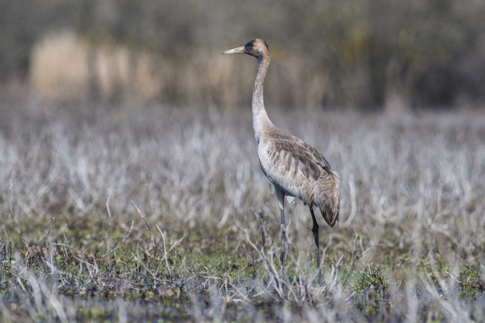 Dünyanın en nadir kuşları Bursa’da görüntüleniyor