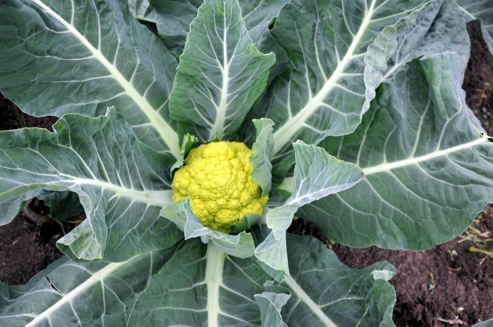 Karnabaharlar renklendi, talebe yetişemiyorlar