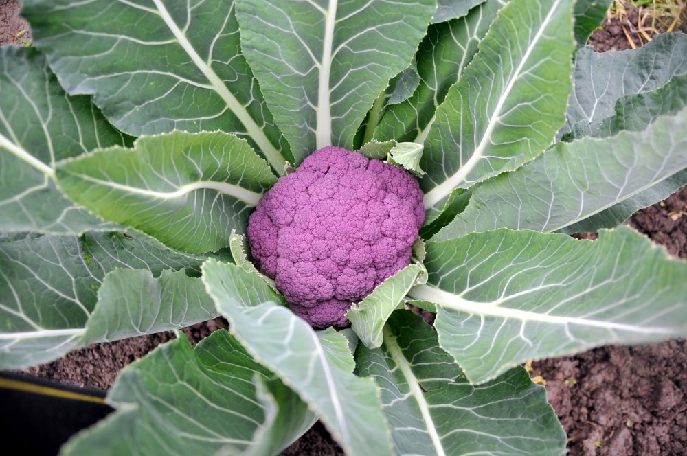 Karnabaharlar renklendi, talebe yetişemiyorlar