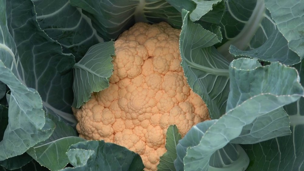 Karnabaharlar renklendi, talebe yetişemiyorlar