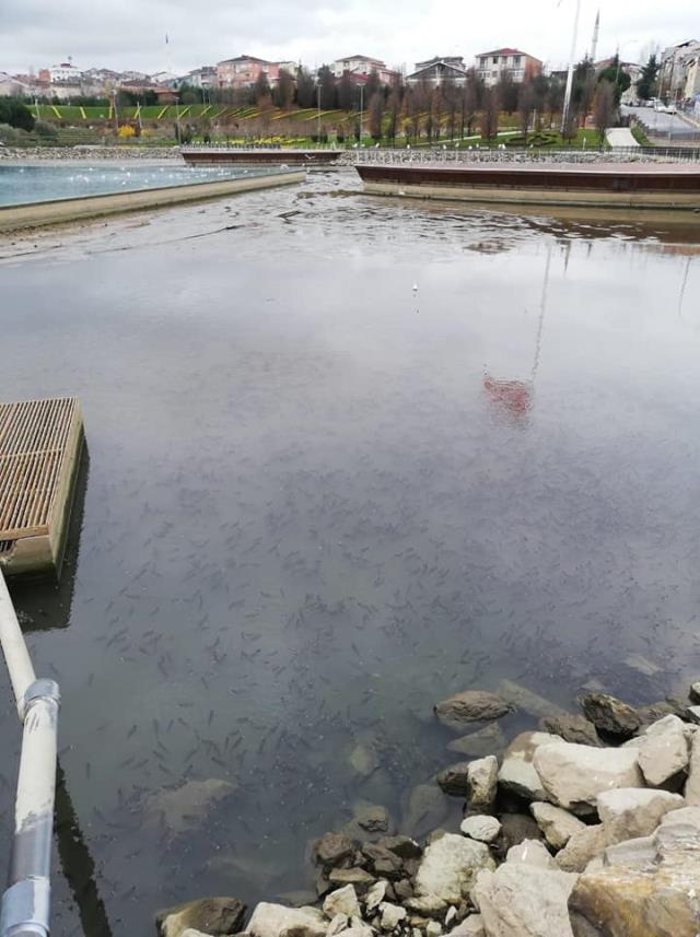 sultanbeyli-deki-balik-olumleri-iktidar-ve-13823137-3566-m.jpg
